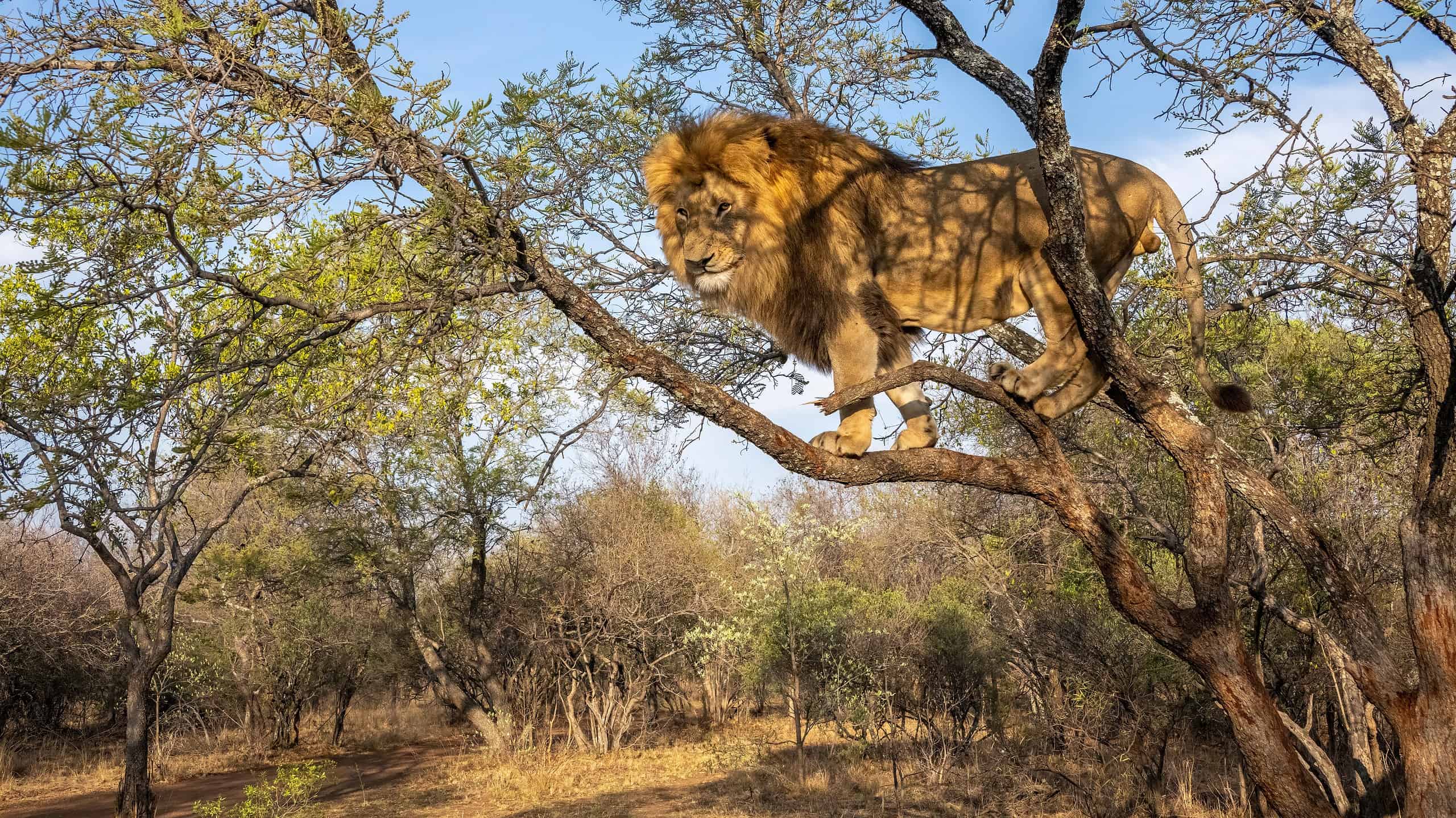 Why Don't All Lions Climb Trees? - The New York Times