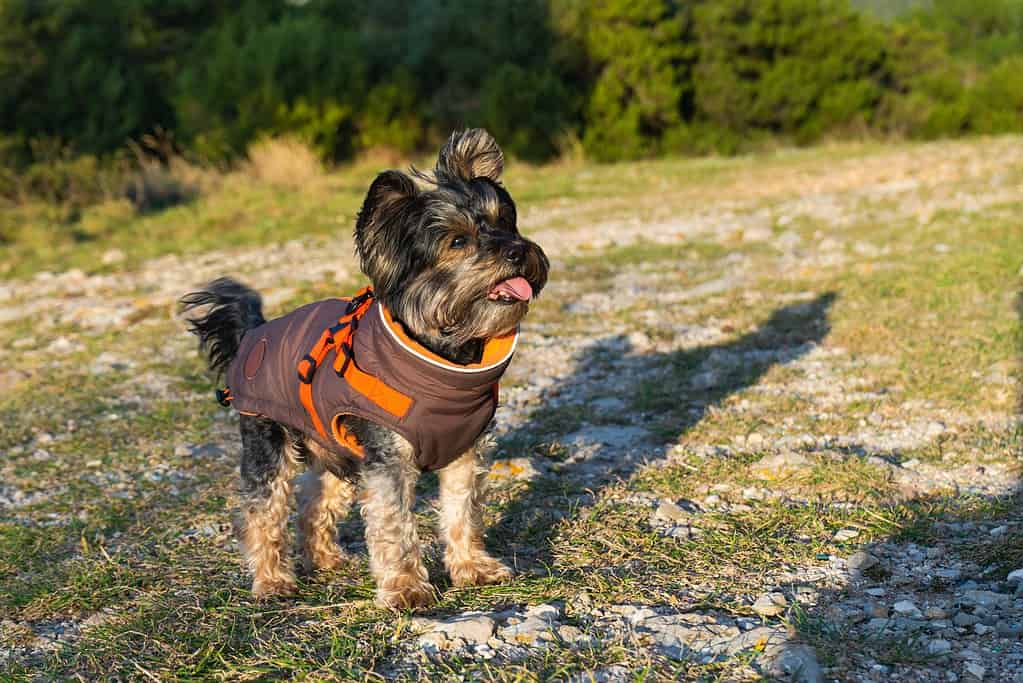 Black Yorkshire terrier