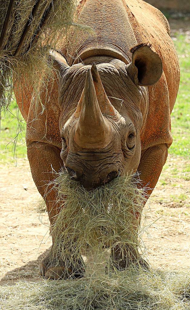 Rhino eating hay