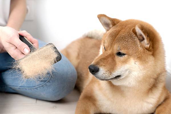 Shiba Inu dogs require regular brushing.