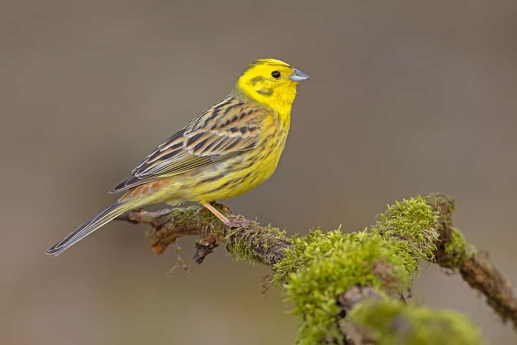 The yellowhammer (Emberiza citrinella) is a passerine bird in the bunting family that is native to Eurasia and has been introduced to New Zealand and Australia.