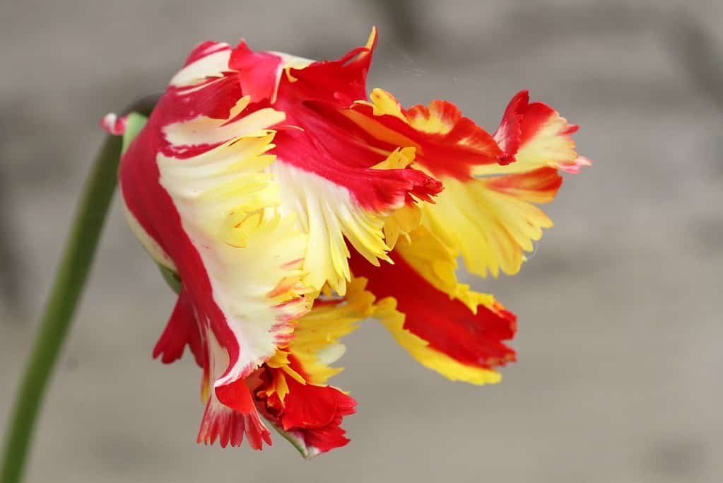 Flaming Parrot Tulip. Red and yellow flower in spring.