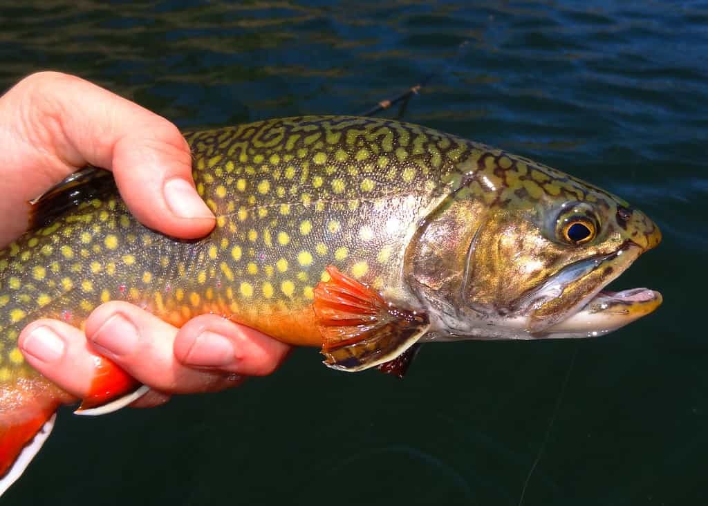 World Record Brook Trout