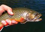 Brook trout have become a symbol of clean water throughout their native range.