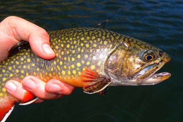 Brook trout have become a symbol of clean water throughout their native range.