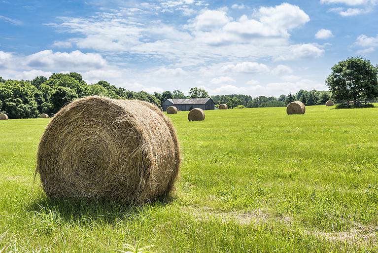 The average round bale of hay weighs around 1,200 pounds.