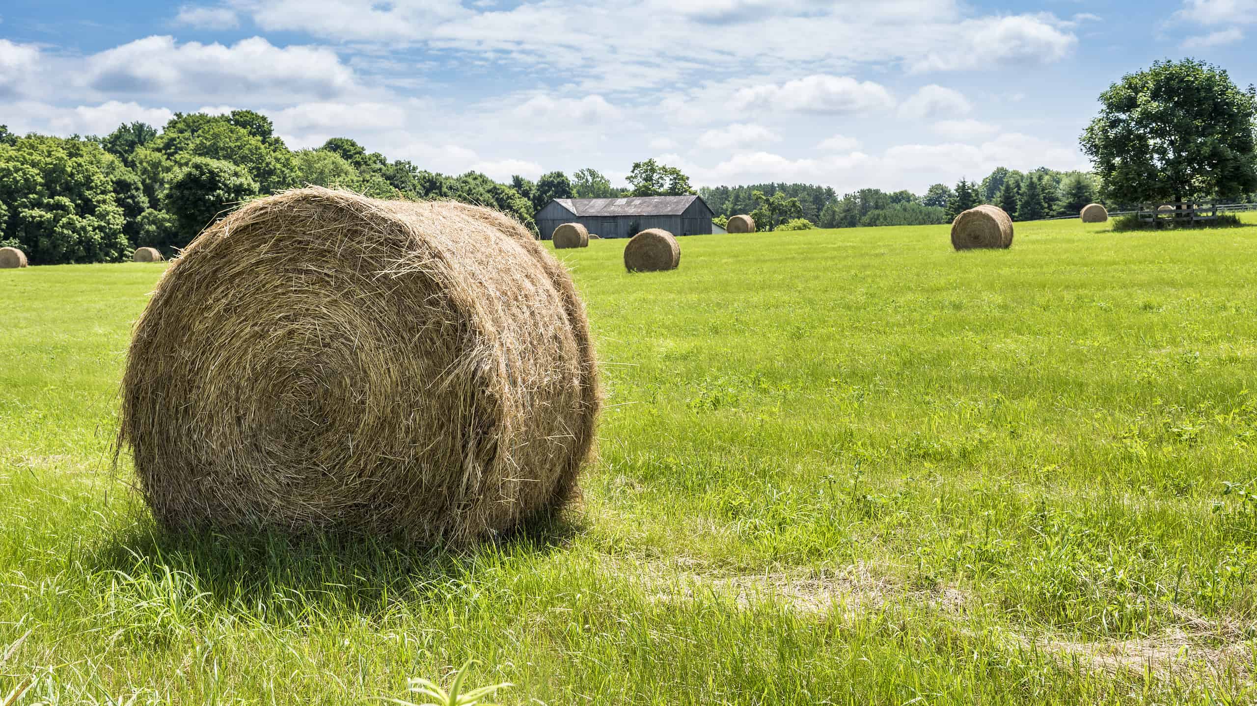 How Much Does A Bale Of Hay Weigh The Answer May Surprise You AZ Animals