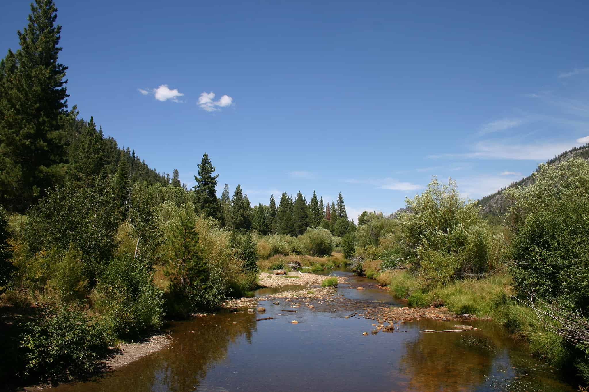 Discover the Largest Brown Trout Ever Caught in Colorado - A-Z Animals