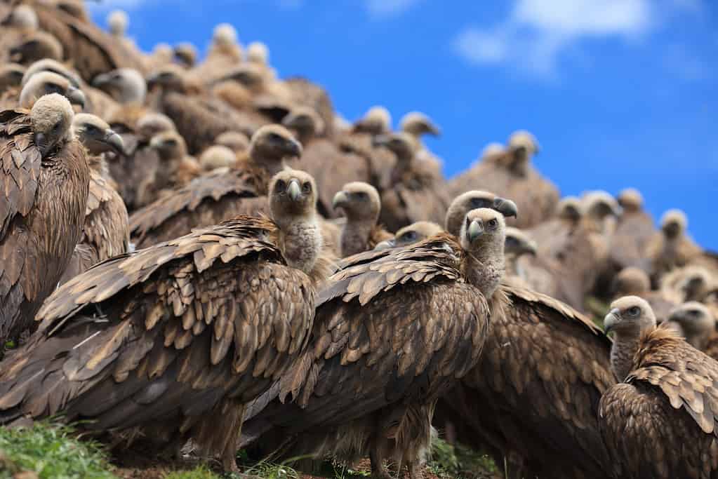 A large group of vultures. 
