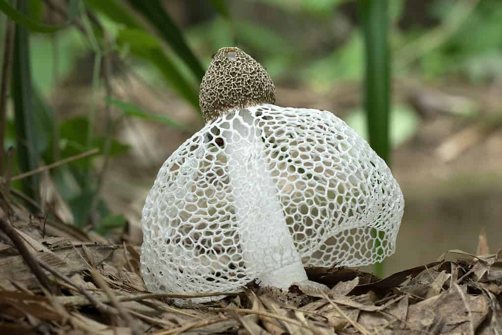 Phallus indusiatus bamboo mushroom long net stinkhorn