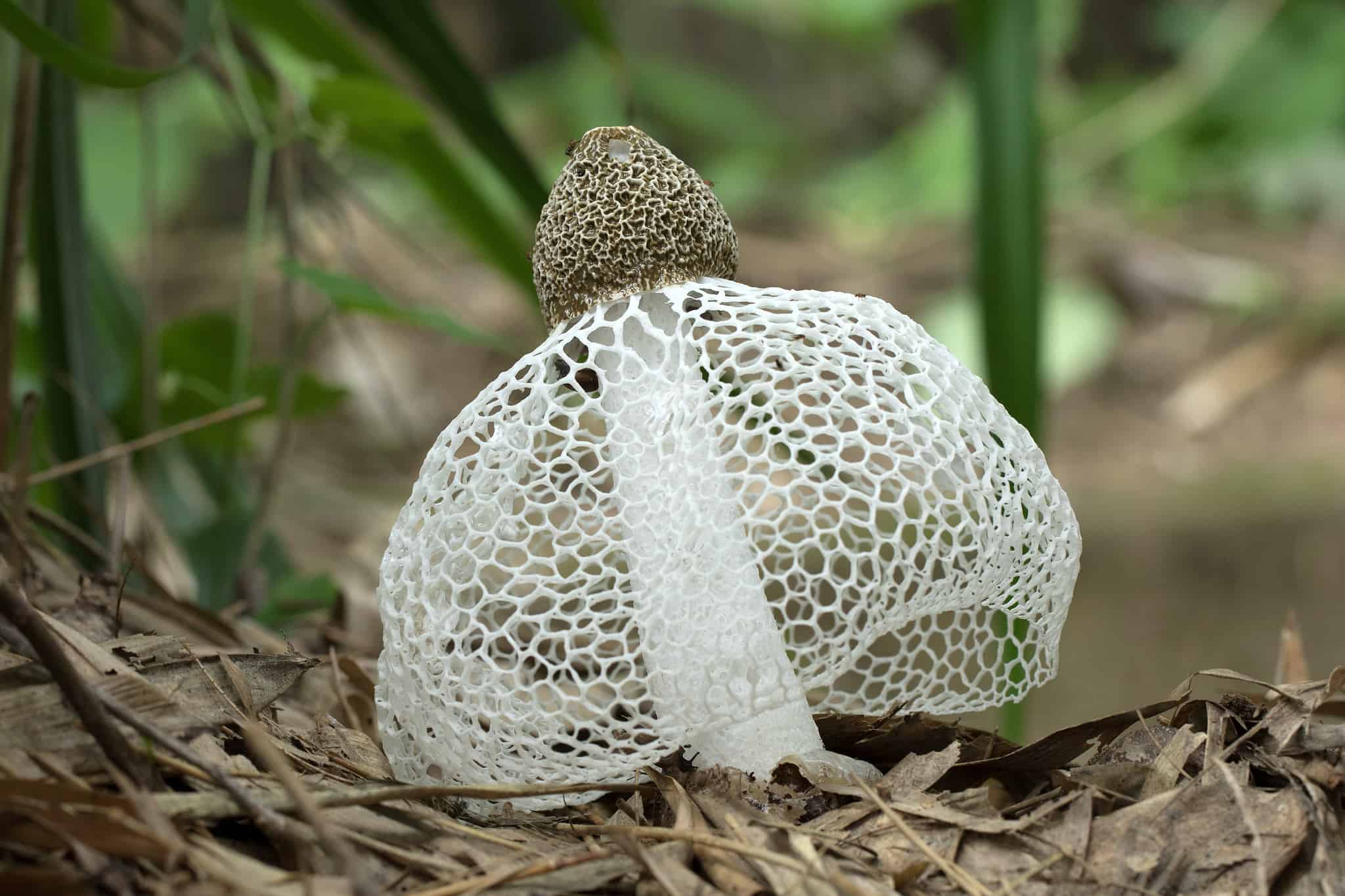 9 Mushrooms That Look Weird And Cool A Z Animals 9 Mushrooms That Look Weird And Cool A Z Animals