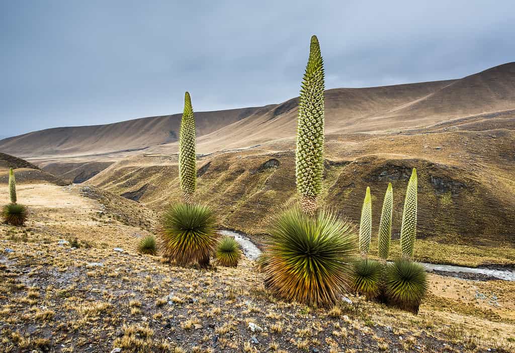 Queen of the Andes plant in Mount Huascarán, Peru