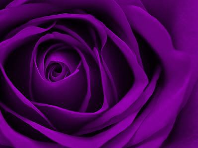 A Purple Roses: Meaning, Symbolism, and Proper Occasions