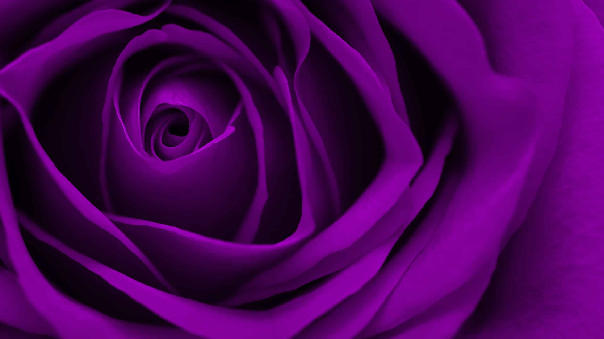 macro of purple rose.