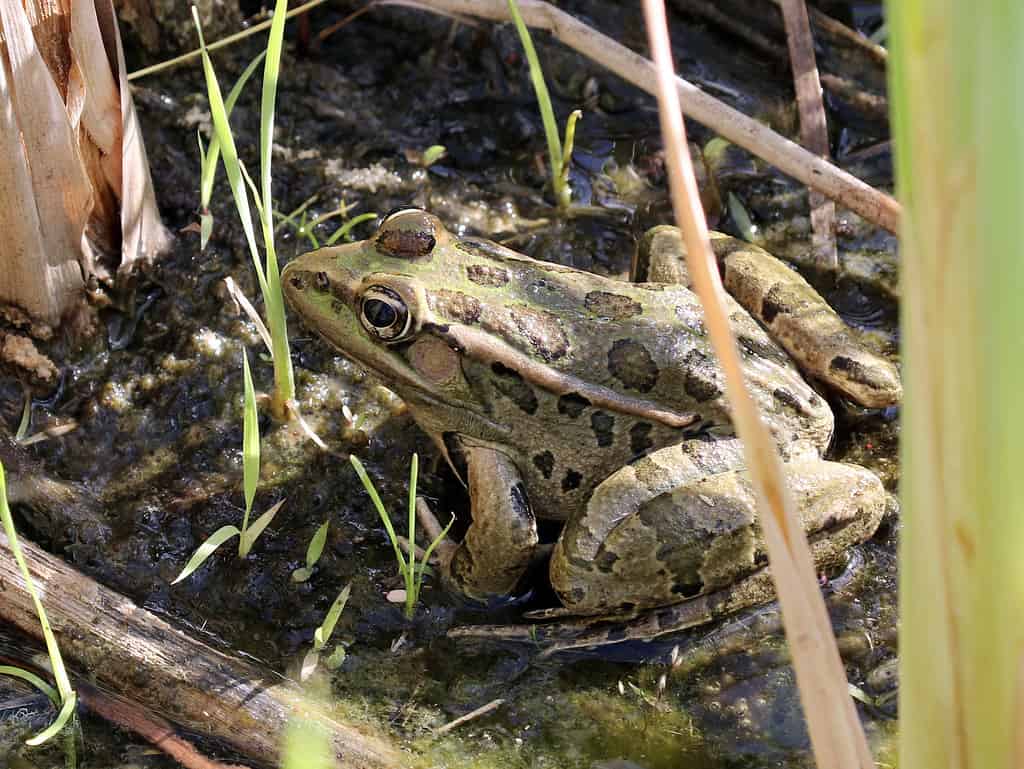Rio Grande Leopard Frog - Lithobates berlandieri