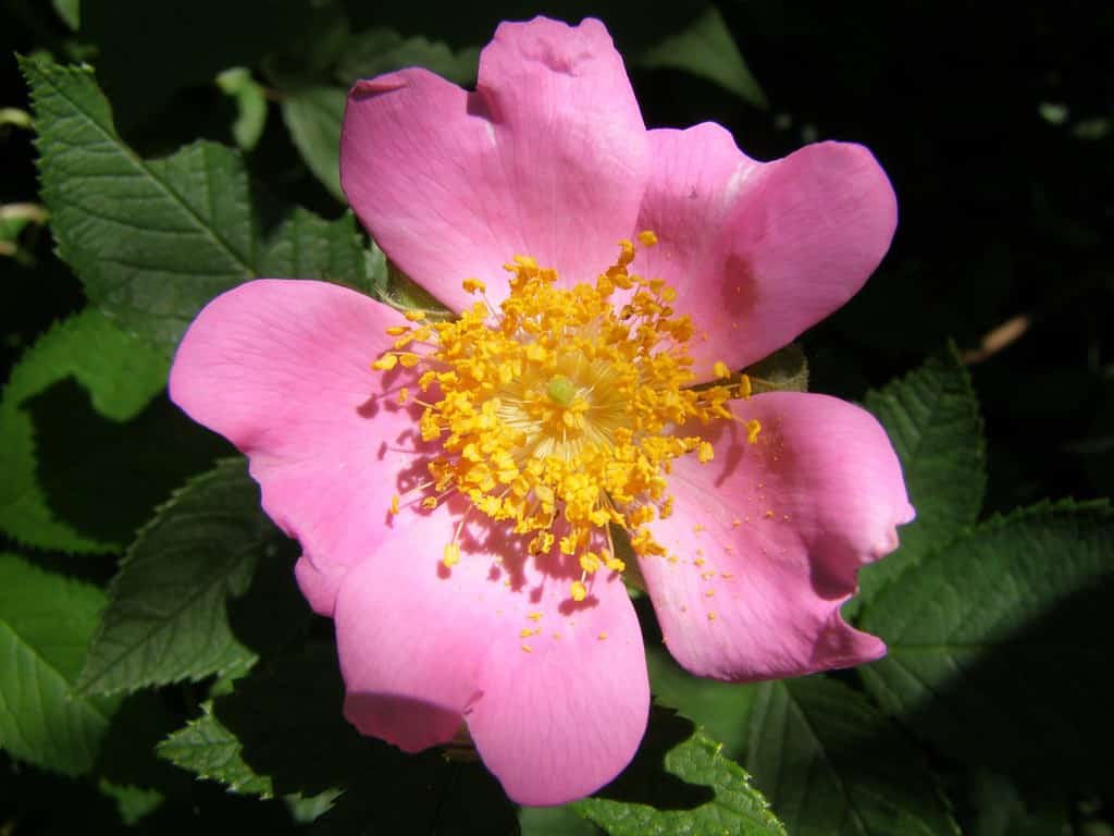 Wild Prairie Rose in Sunlight