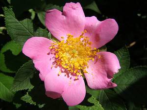 Discover 5 Wild Roses That Grow In Ohio photo