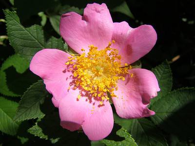 A Discover 5 Wild Roses That Grow In Ohio