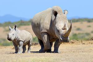 White Rhino Bull Attacks a Mother Rhino and Her Tiny Calf Picture