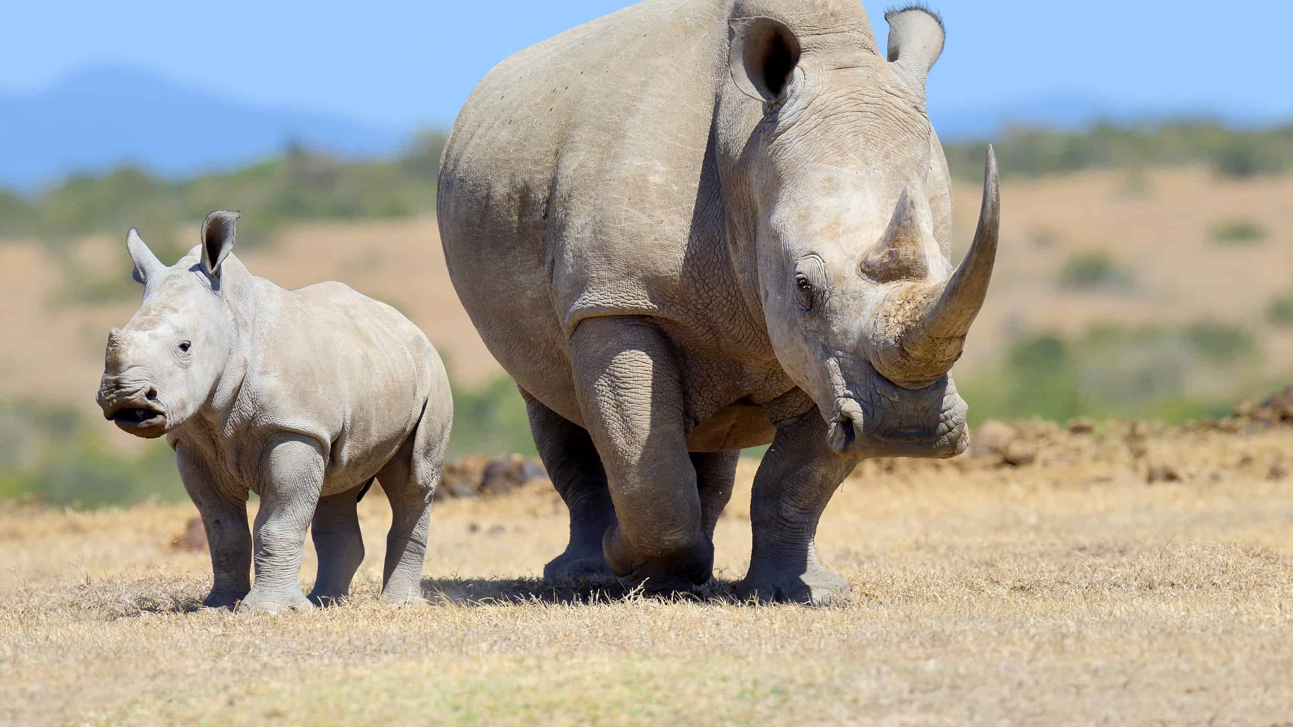 Mom and baby white rhino.