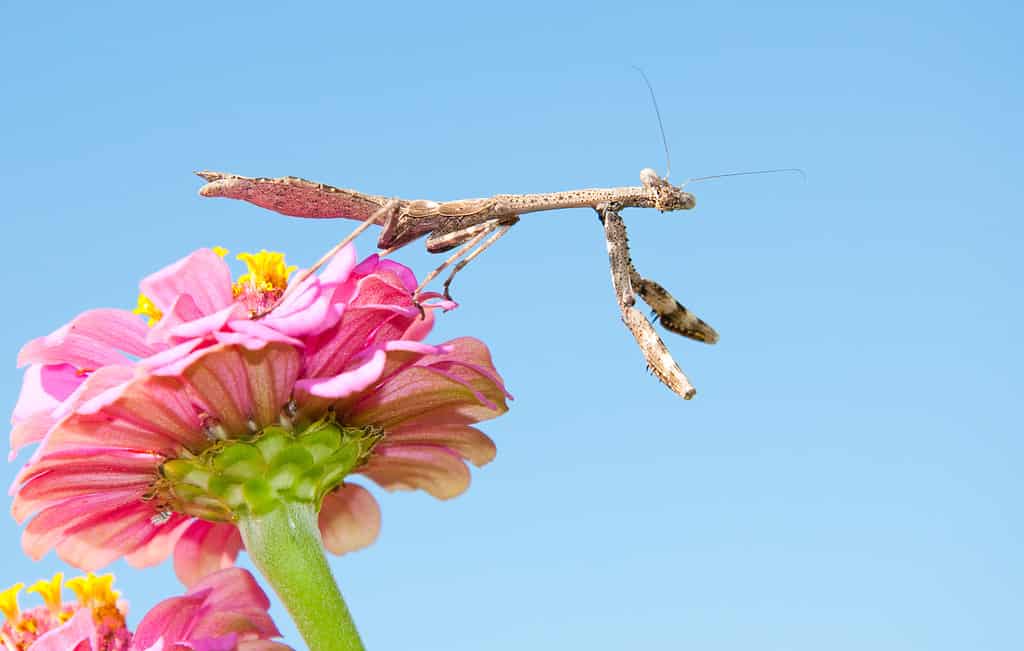 Carolina Mantid waiting for prey on a Zinnia flower against blue sky