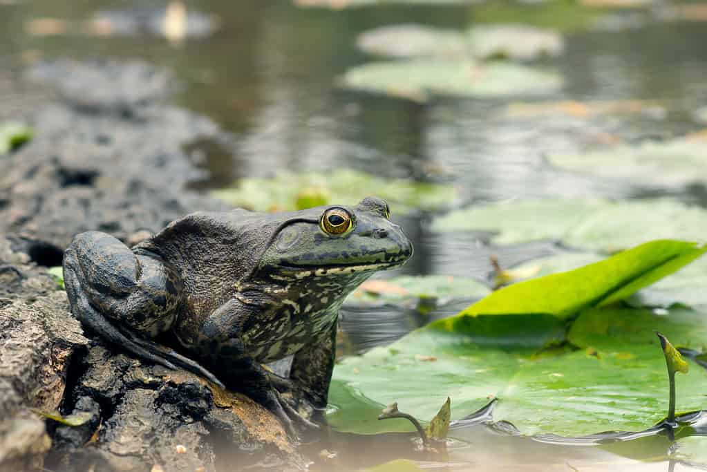 Leopard frog (Rana pipiens) on a log in a pond and lily pads