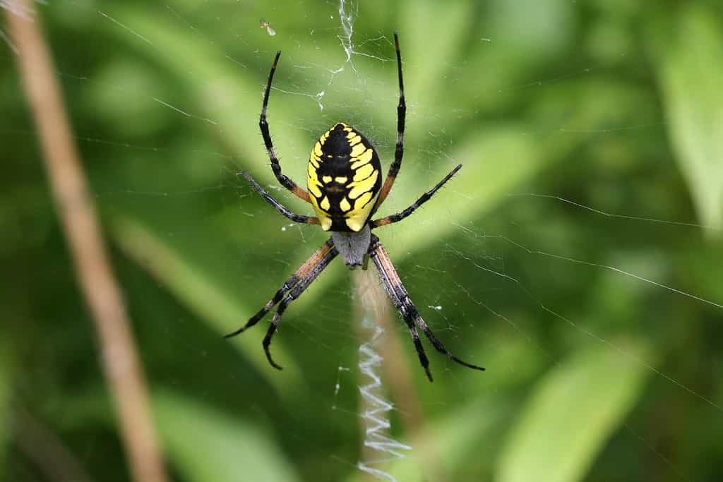 The black and yellow garden spider is the largest among the orb weavers in Connecticut