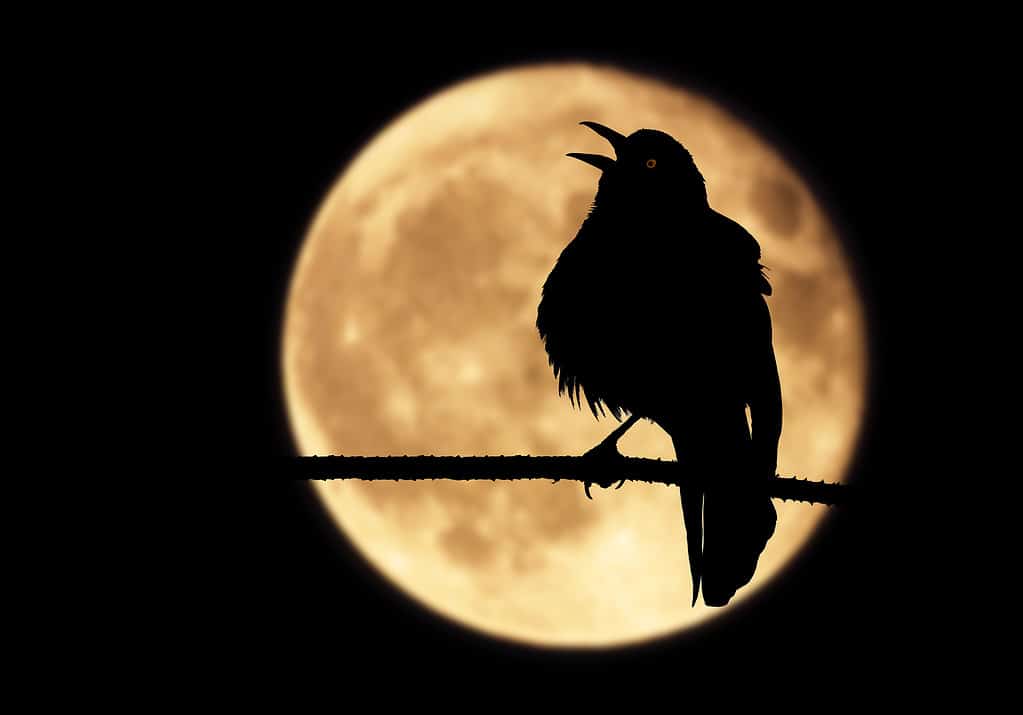bird singing at night