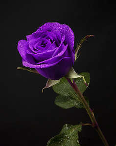 Purple Roses: Meaning, Symbolism, and Proper Occasions