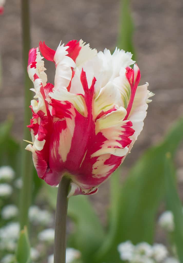 Tulip 'Estella Rynveld' or 'Estella Rijnveld' (Tulipa) Growing in a Flowerbed in a Country Cottage Garden in the Lake District National Park in Rural Cumbria, England, UK