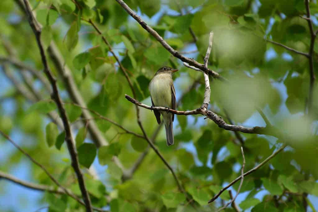 A small Alder Flycatcher or Empidonax alnorum perched in a tree.