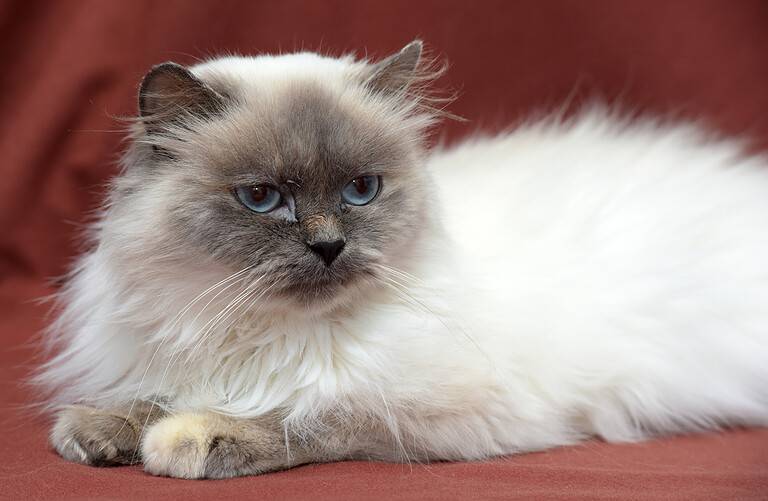 Himalayan Cat Lifespan: How Long Do Himalayans Live? - A-Z Animals