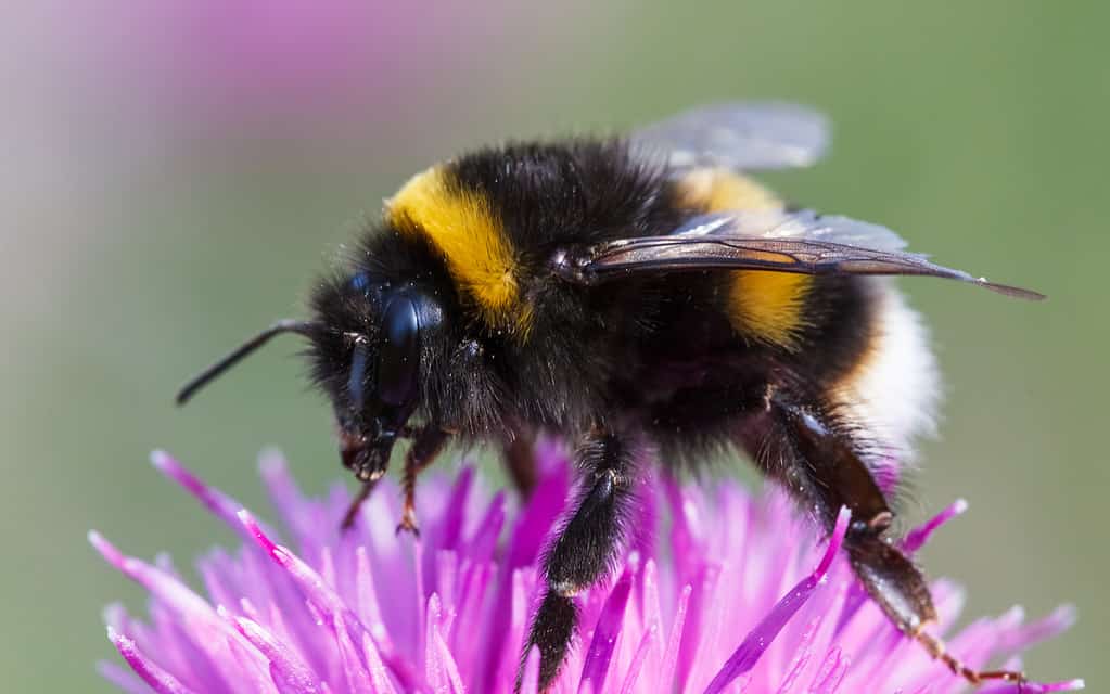 Bumblebee, bombus terrestris