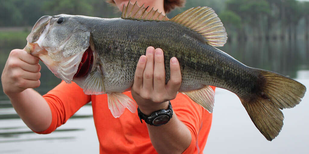 Big largemouth bass