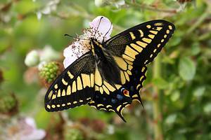 Male vs. Female Butterflies: 8 Key Differences Picture