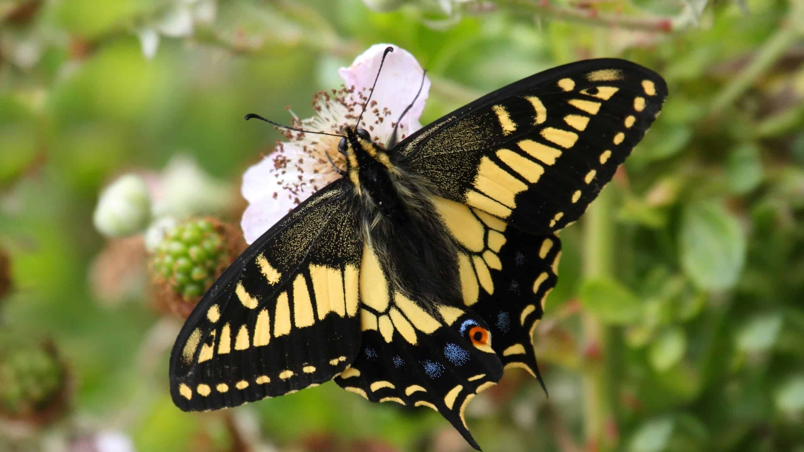 Papilio machaon oregonius or the Oregon swallowtail butterfly eating nectar from a flower.