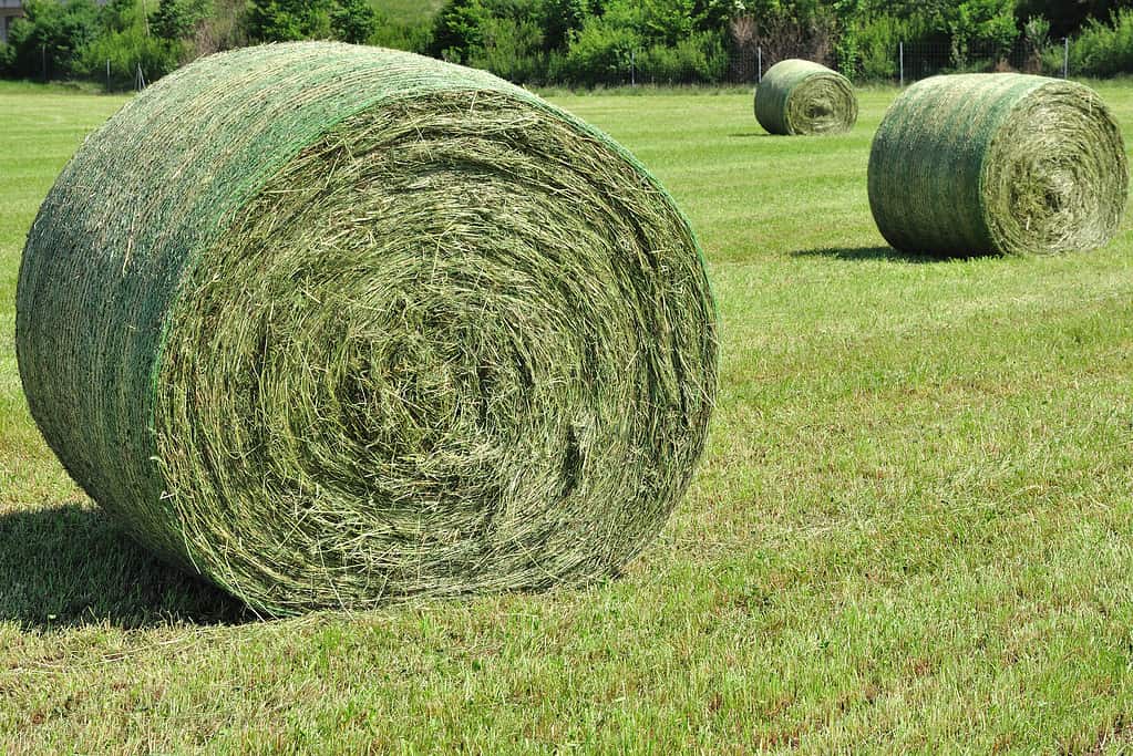 Freshly baled hay