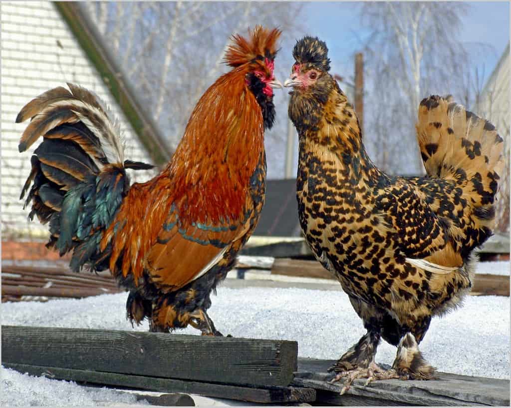 chickens mating process