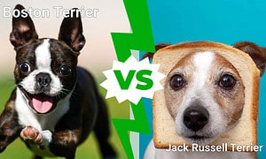 Boston Terrier vs. Jack Russell : 4 Main Differences Explained Picture