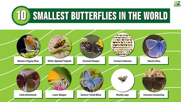 Top 10 Smallest Butterflies in the World - A-Z Animals