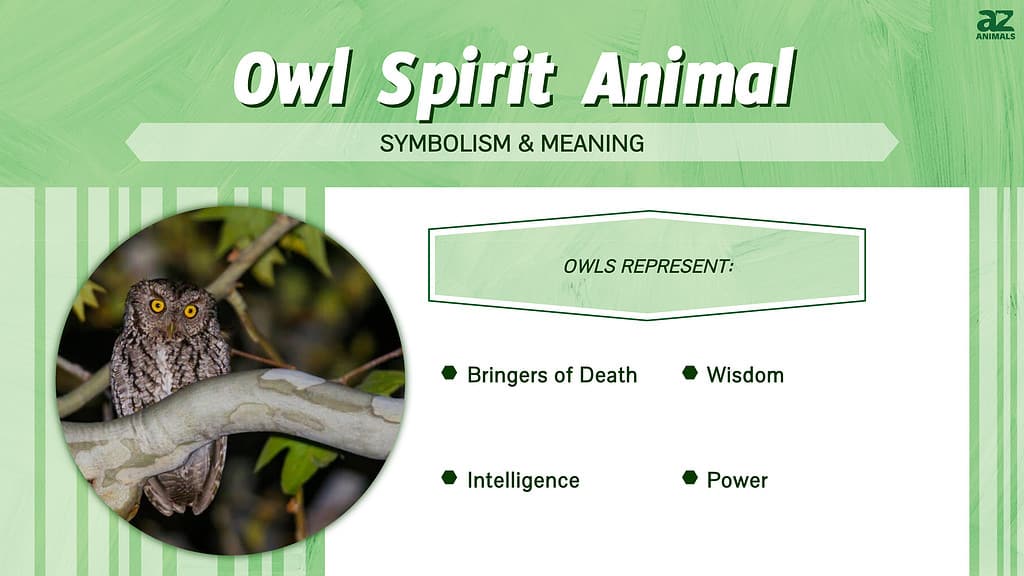 Owl Spirit Animal infographic