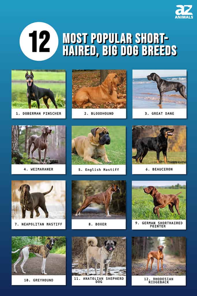 The 12 Most Popular Short-Haired, Big Dog Breeds in 2024 - A-Z Animals
