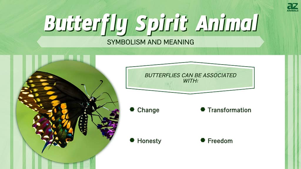 White Butterfly Sightings: Spiritual Meaning and Symbolism - A-Z Animals