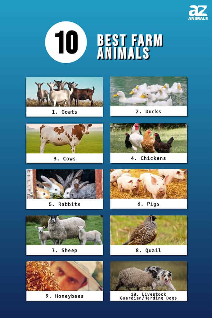 Infographic of 10 Best Farm Animals