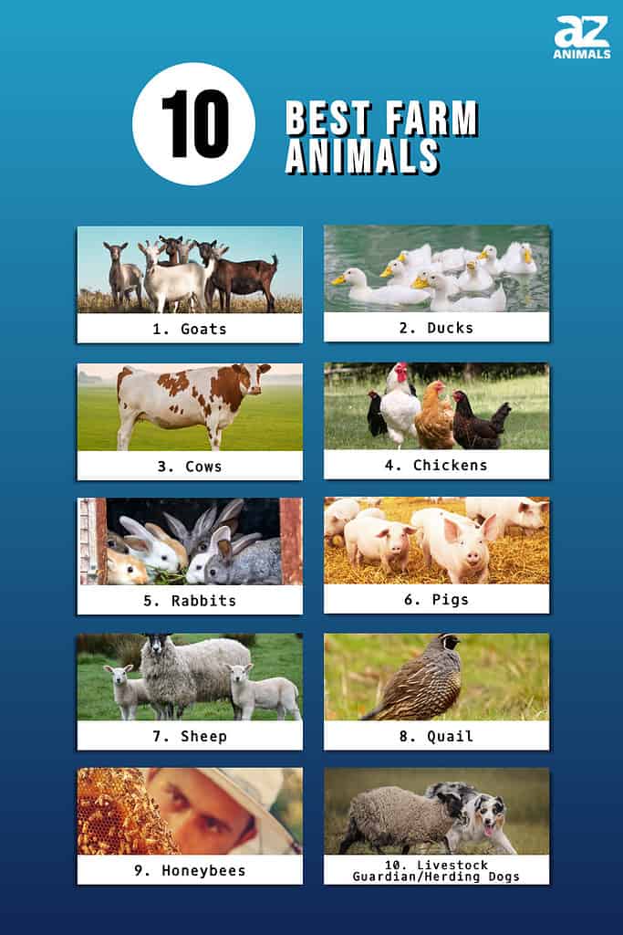 animal farm animals