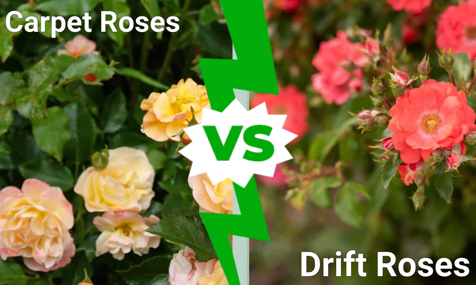 Carpet Roses Vs Drift Are They The Same A Z Animals