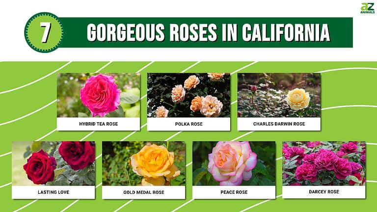 Calafornia Roses 7 Gorgeous Roses In California: Best Roses To Grow, Top Rose Gardens ...