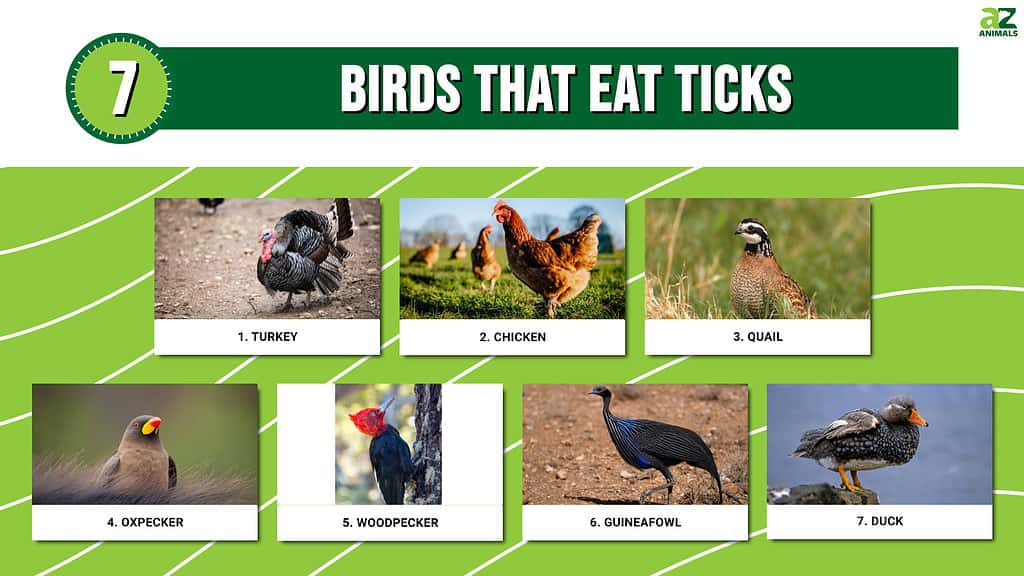 Infographic of 7 Birds That Eat Ticks