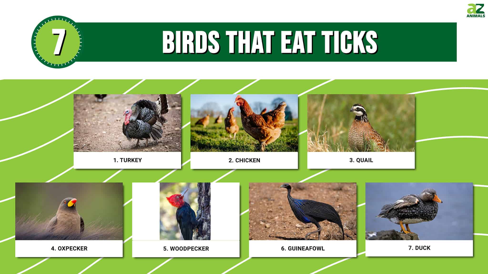 7 Birds That Eat Ticks - A-Z Animals