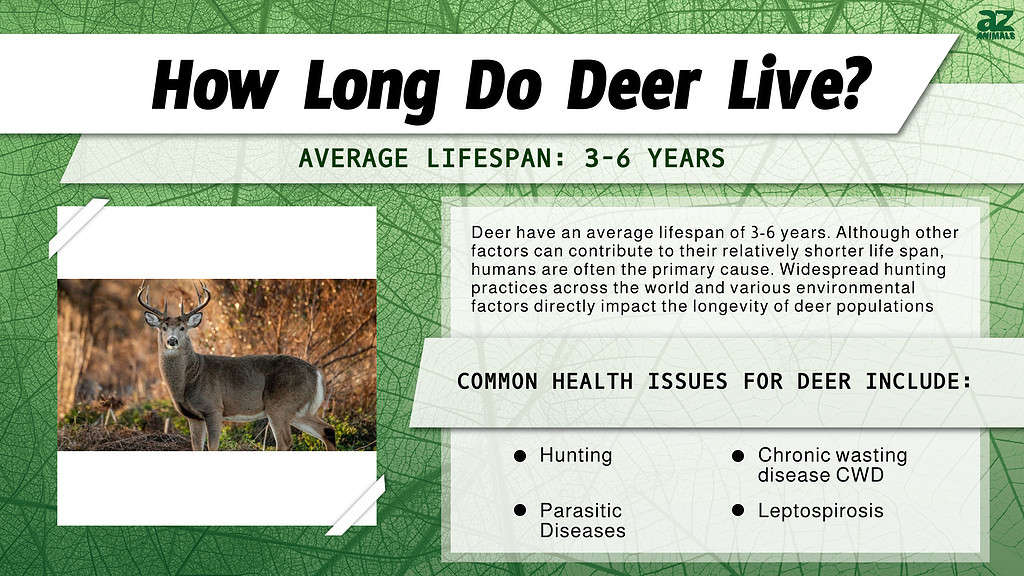 How Long Do Deer Live? infographic